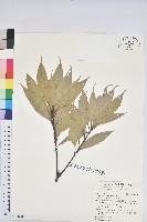 藏品(短尾葉石櫟、嶺南柯`東南石櫟)的圖片