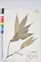 藏品(杏葉石櫟、校栗、校櫟)的圖片