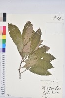 藏品(印度苦櫧)的圖片