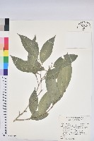 藏品(交力坪鐵色)的圖片