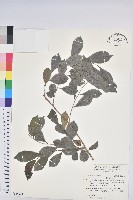 藏品(細葉饅頭果)的圖片