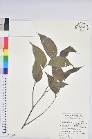 藏品(披針葉饅頭果)的圖片