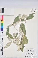 藏品(裡白巴豆)的圖片