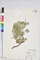 藏品(圓葉血桐)的圖片