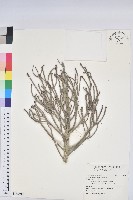 藏品(綠珊瑚)的圖片