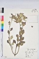 藏品(白苞猩猩草)的圖片