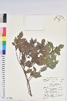 藏品(南仁五月茶)的圖片