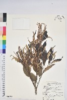 藏品(星刺栲、羅浮錐)的圖片