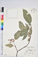 藏品(粗糠柴)的圖片