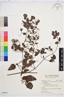 藏品(大肚山威靈仙)的圖片