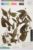 藏品(薄單葉鐵線蓮)的圖片