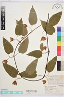 藏品(薄單葉鐵線蓮)的圖片