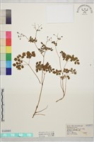 藏品(玉山唐松草)的圖片