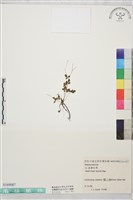 藏品(臺灣唐松草、臺灣鐵大烏)的圖片