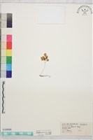 藏品(臺灣唐松草、臺灣鐵大烏)的圖片