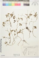 藏品(疏花毛茛)的圖片