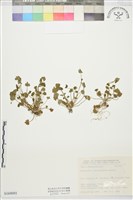 藏品(掌葉毛茛)的圖片