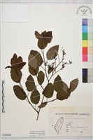 藏品(臺灣黃鱔藤)的圖片