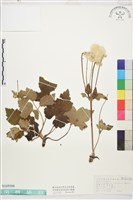 藏品(小白頭翁)的圖片