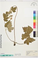 藏品(小白頭翁)的圖片