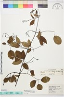 藏品(柱果鐵線蓮)的圖片