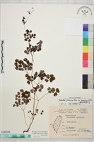 藏品(微毛爪哇唐松草)的圖片