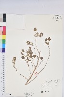 藏品(鐵莧菜)的圖片