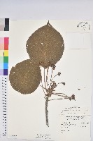 藏品(血桐)的圖片