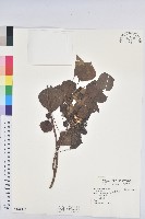 藏品(烏臼)的圖片