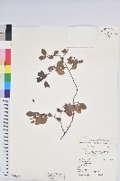 藏品(紅仔珠)的圖片