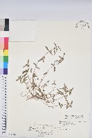 藏品(飛揚草)的圖片