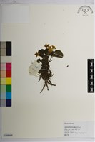 藏品()的圖片