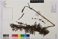 藏品(短柄烏頭)的圖片