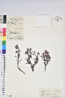 藏品(密枝杜鵑)的圖片