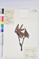 藏品(櫟葉杜鵑)的圖片