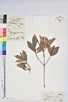 藏品(雲南杜鵑)的圖片