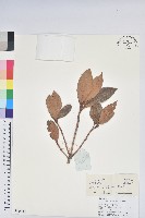 藏品(紅棕杜鵑)的圖片