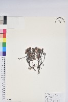 藏品(大白杜鵑)的圖片