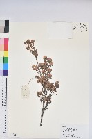 藏品(直枝杜鵑)的圖片