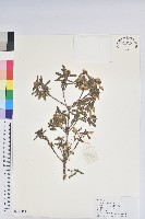 藏品(山育杜鵑)的圖片