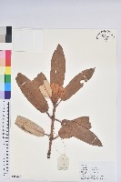 藏品(優秀杜鵑)的圖片