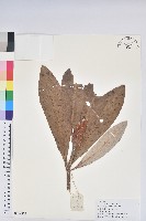 藏品(優秀杜鵑)的圖片