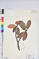 藏品(大白杜鵑)的圖片