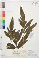 藏品(野牡丹)的圖片