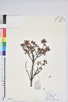 藏品(寬鐘杜鵑)的圖片