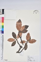 藏品(黃杯杜鵑)的圖片