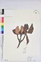 藏品(直枝杜鵑)的圖片