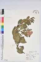 藏品(金毛杜鵑)的圖片