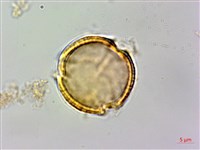 藏品(石苓舅)的圖片