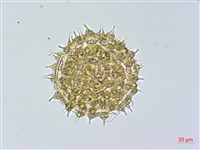 藏品(馬鞍藤)的圖片